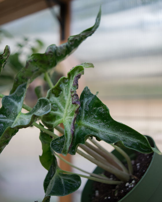 Alocasia 'Loco' - 4"