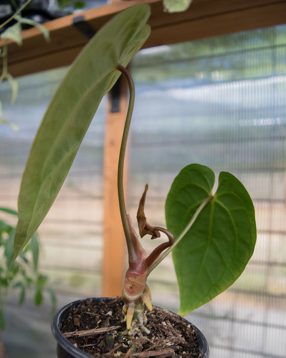 Anthurium Clarinervium x 'Bintang Kejora' - 4"