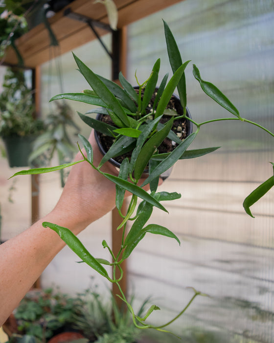 Hoya Longifolia - 4"