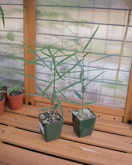 Brachychiton Rupestris 'Queensland Bottle Tree' - 4"