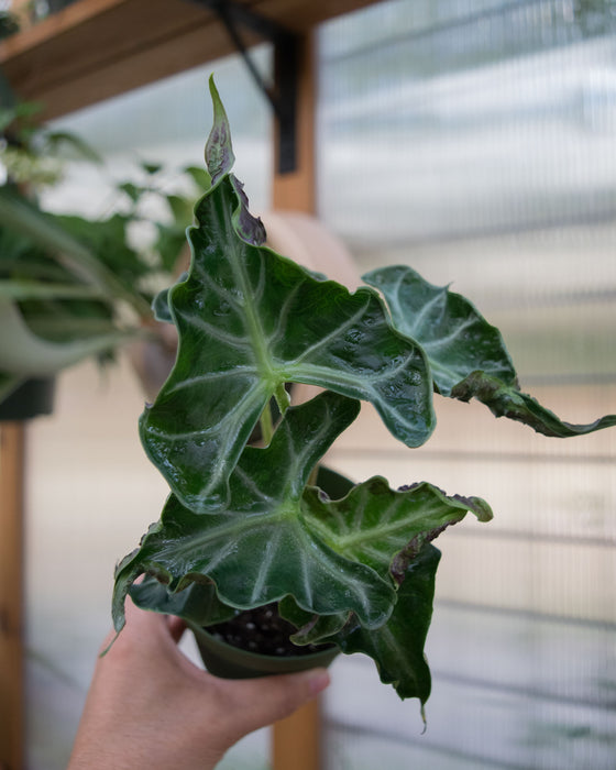 Alocasia 'Loco' - 4"