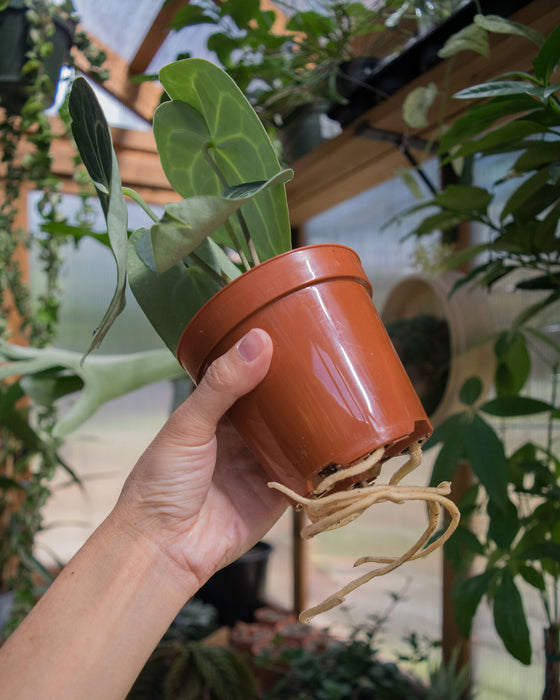 Anthurium Clarinervium - 4"