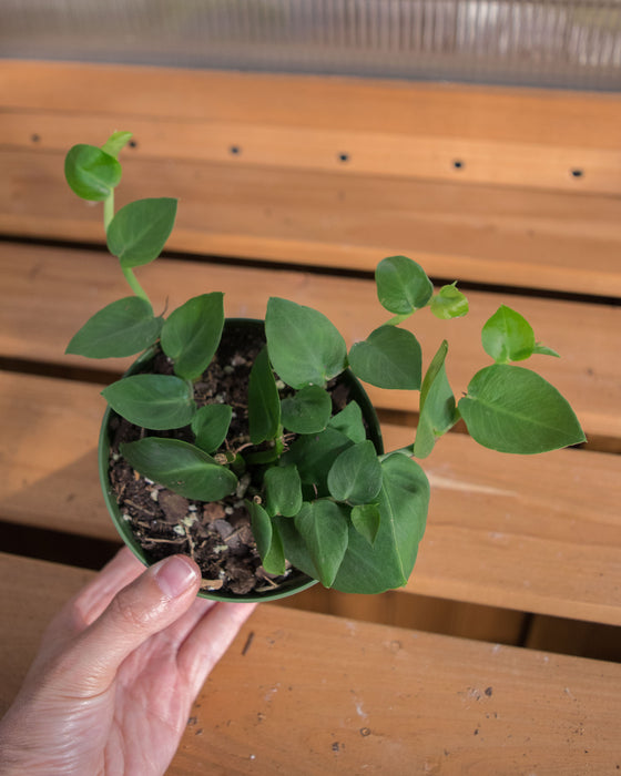 Rhaphidophora Korthalsii 'Shingle Plant' - 4"