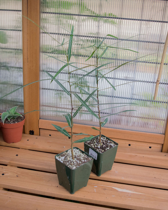 Brachychiton Rupestris 'Queensland Bottle Tree' - 4"