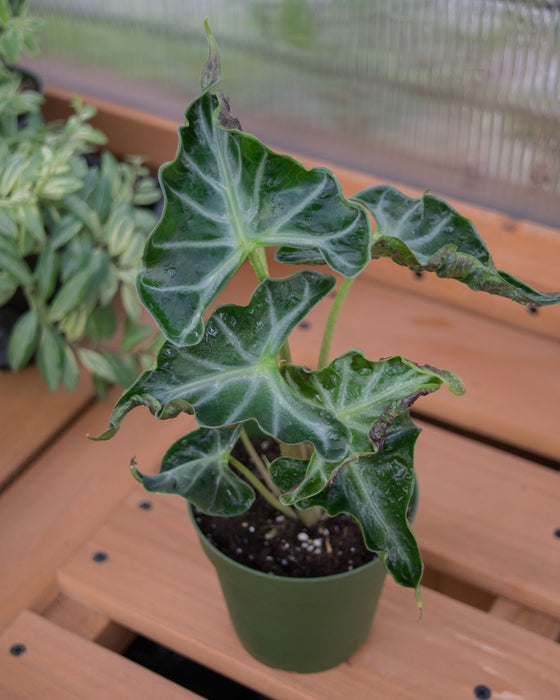 Alocasia 'Loco' - 4"
