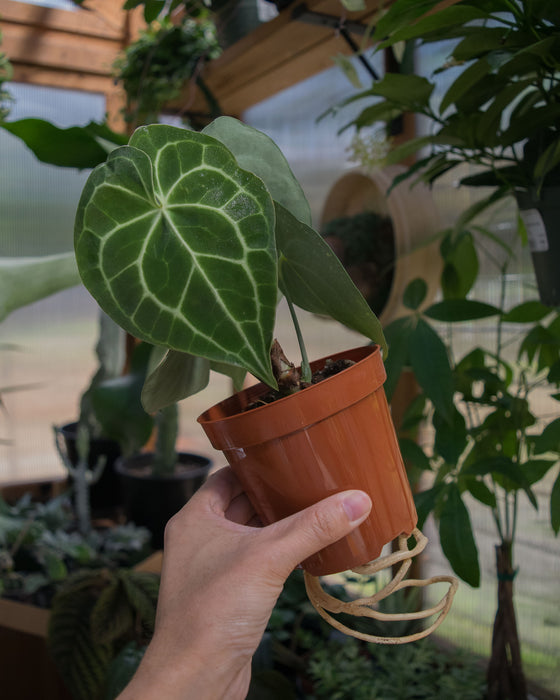 Anthurium Clarinervium - 4"