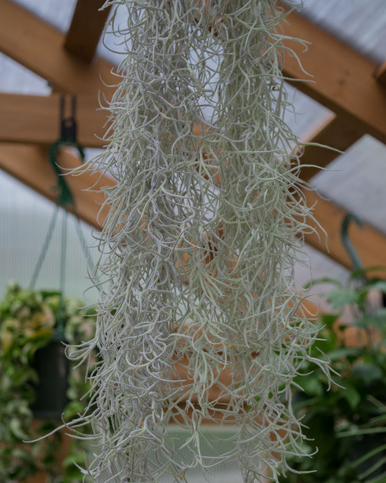 XL Tillandsia Usneoides 'Spanish Moss' - Clump