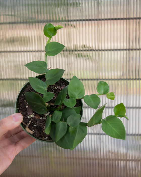 Rhaphidophora Korthalsii 'Shingle Plant' - 4"