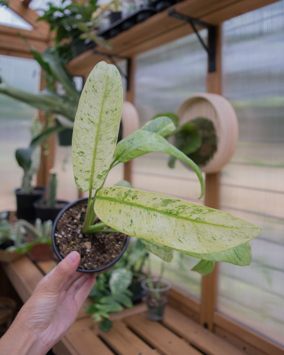 Epipremnum Giganteum 'Variegated' - 4"