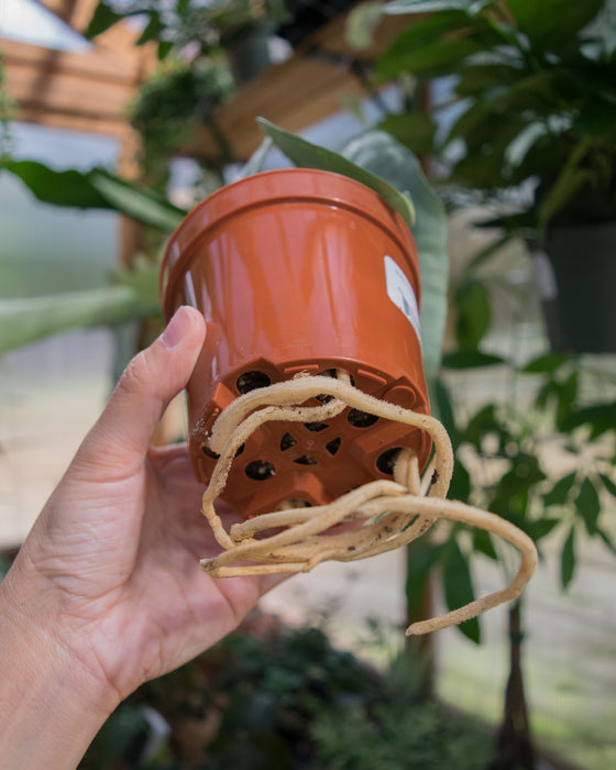 Anthurium Clarinervium - 4"