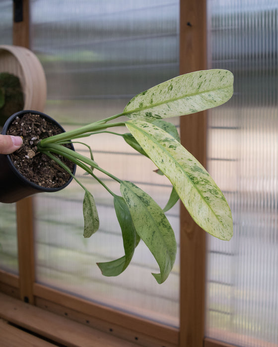 Epipremnum Giganteum 'Variegated' - 4"