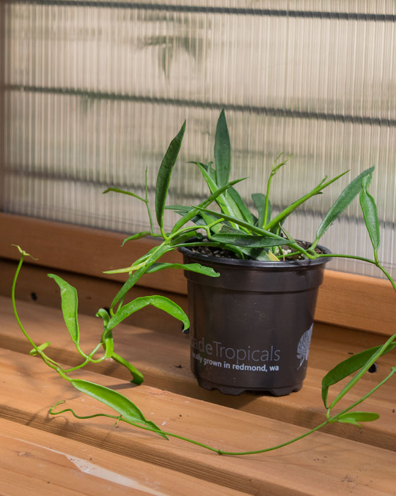 Hoya Longifolia - 4"