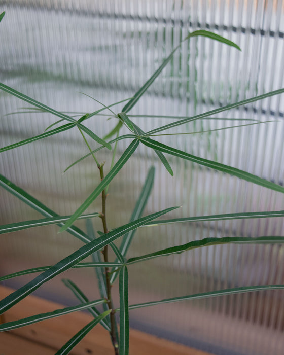 Brachychiton Rupestris 'Queensland Bottle Tree' - 4"