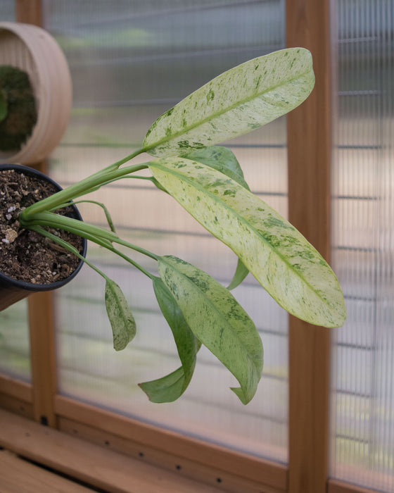 Epipremnum Giganteum 'Variegated' - 4"