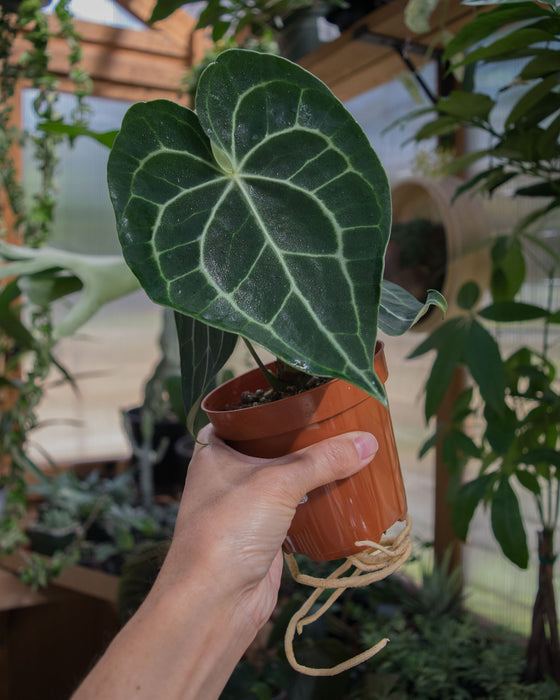 Anthurium Clarinervium - 4"