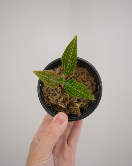 Ludisia Discolor Var. Alba Variegated 'Jewel Orchid' - 2"
