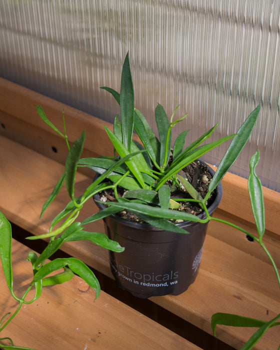 Hoya Longifolia - 4"