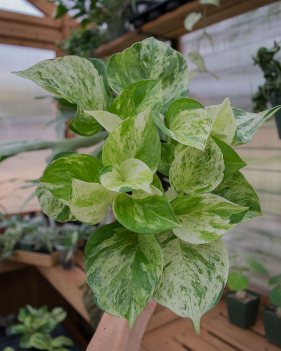 Pothos Manjula 'Compacta' - 4"