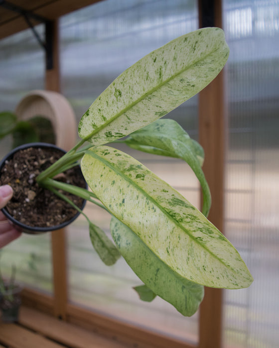 Epipremnum Giganteum 'Variegated' - 4"