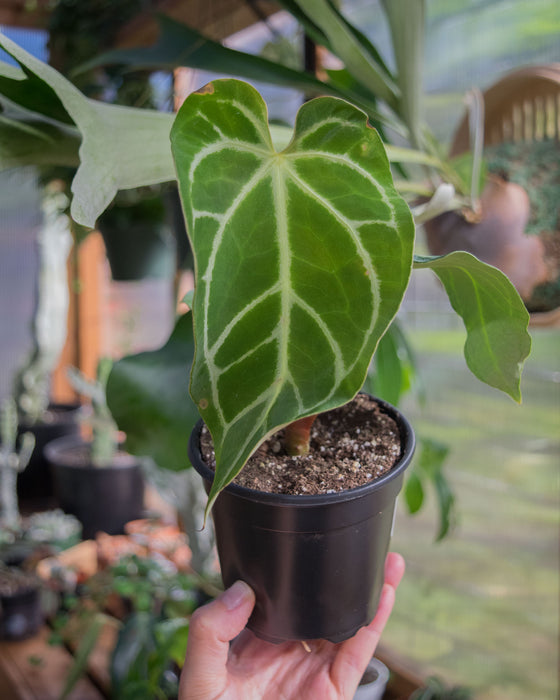 Anthurium 'Regale' - 4"