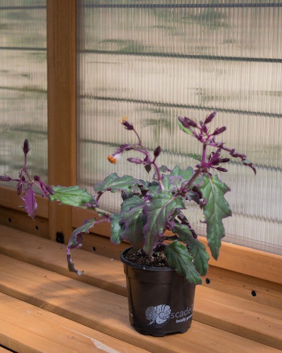 Gynura Aurantiaca 'Purple Passion' - 4"