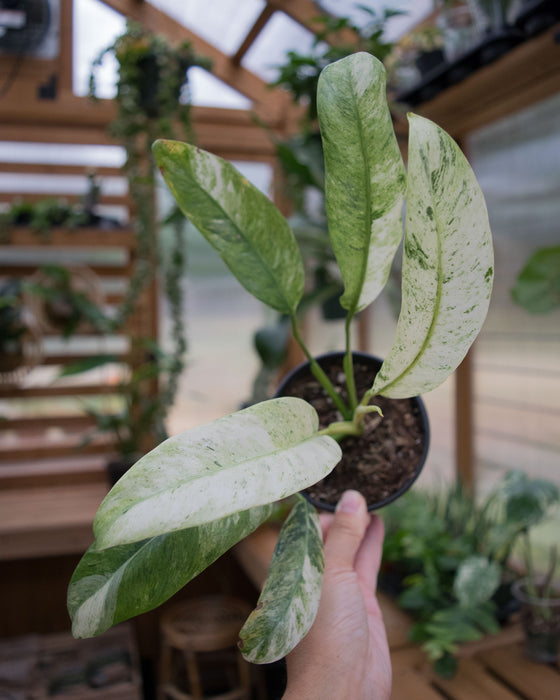 Epipremnum Giganteum 'Variegated' - 4"
