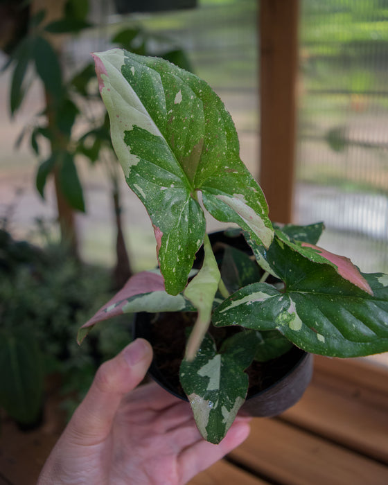 Syngonium 'Red Spot Tricolor' - 4"