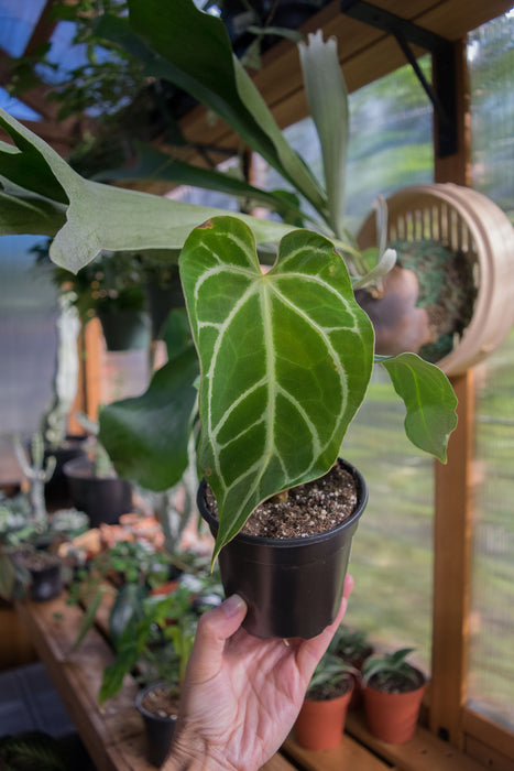 Anthurium 'Regale' - 4"