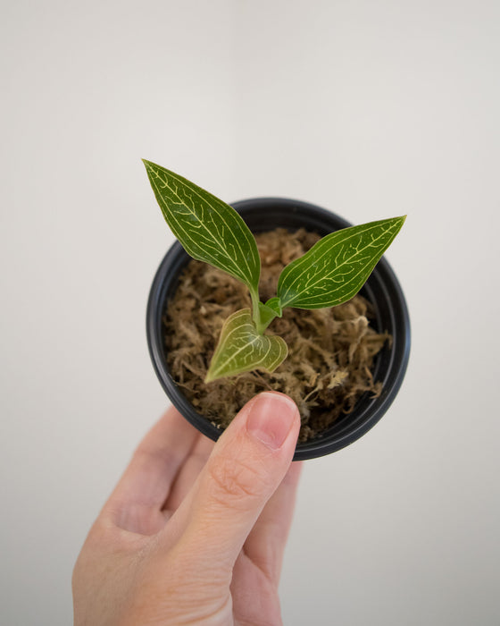 Ludisia Discolor Var. Alba Variegated 'Jewel Orchid' - 2"