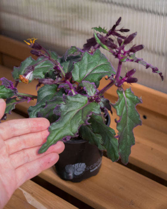 Gynura Aurantiaca 'Purple Passion' - 4"