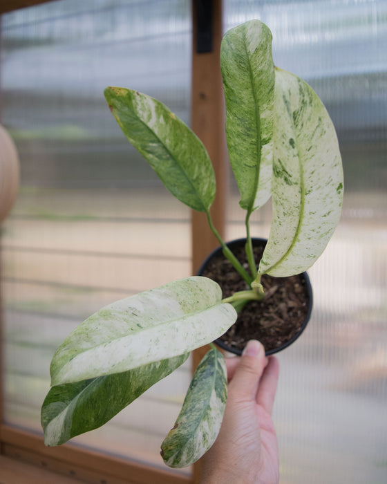 Epipremnum Giganteum 'Variegated' - 4"