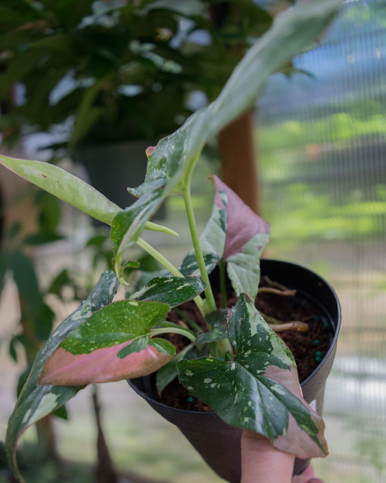 Syngonium 'Red Spot Tricolor' - 4"