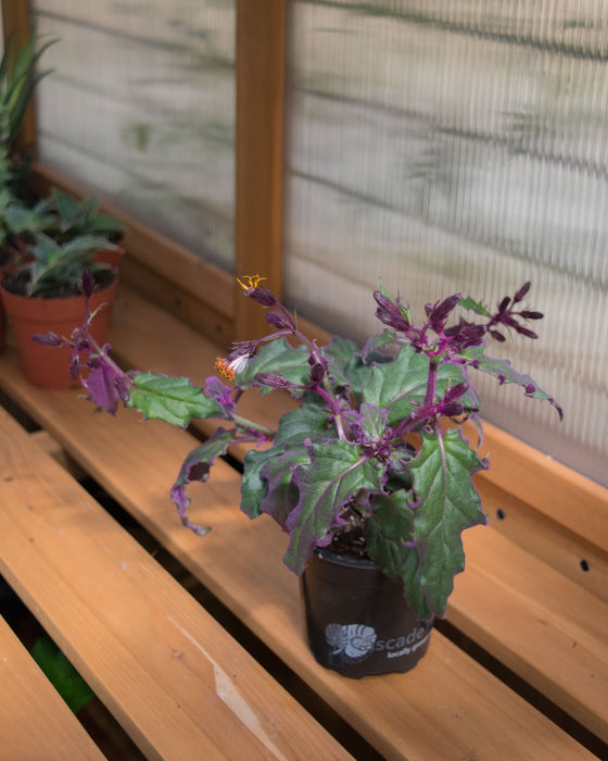 Gynura Aurantiaca 'Purple Passion' - 4"