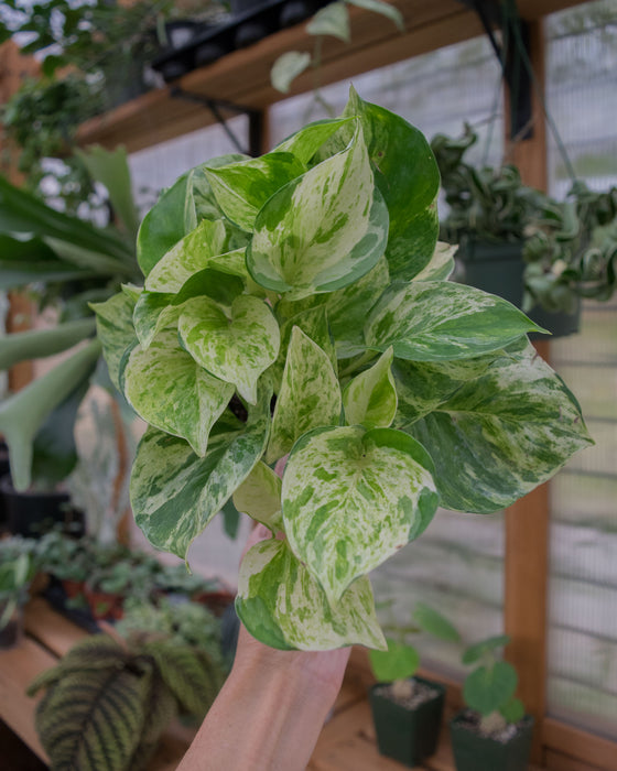 Pothos Manjula 'Compacta' - 4"