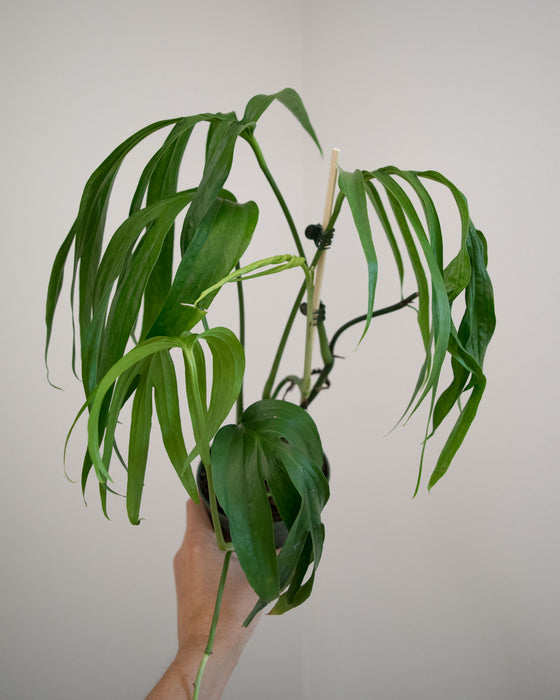 Amydrium Zippelianum - 4"