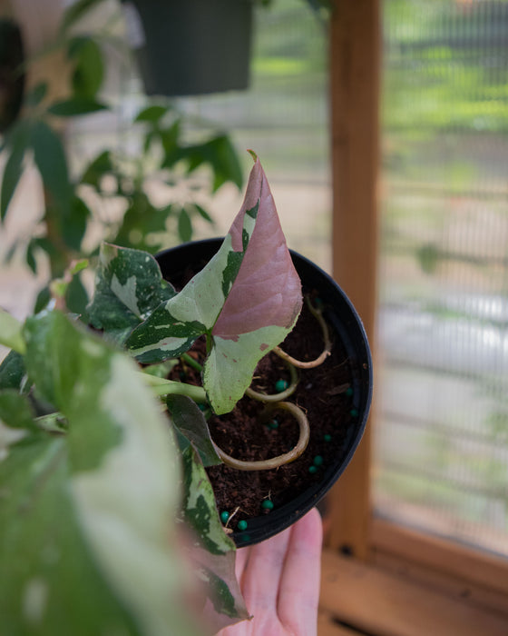 Syngonium 'Red Spot Tricolor' - 4"