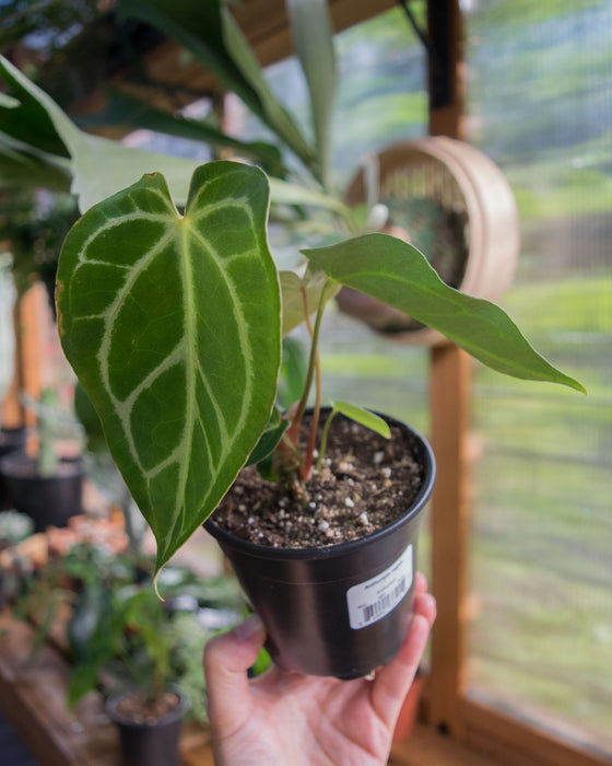 Anthurium 'Regale' - 4"