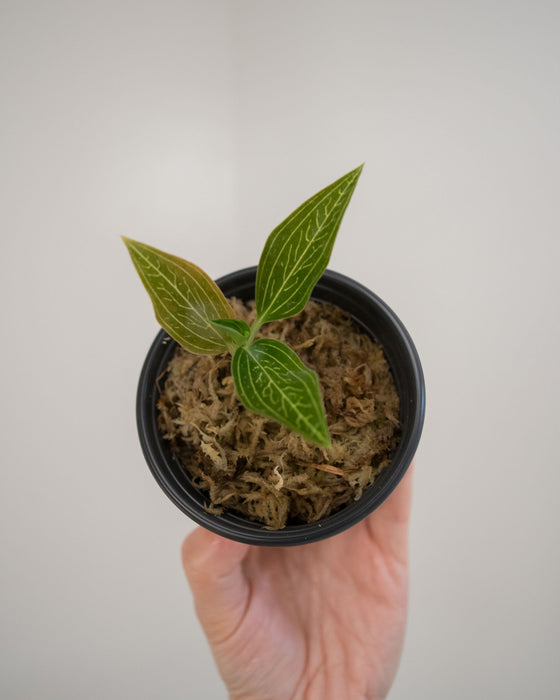 Ludisia Discolor Var. Alba Variegated 'Jewel Orchid' - 2"