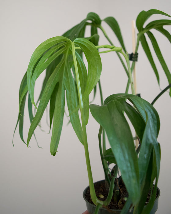 Amydrium Zippelianum - 4"