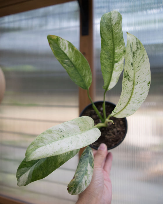 Epipremnum Giganteum 'Variegated' - 4"