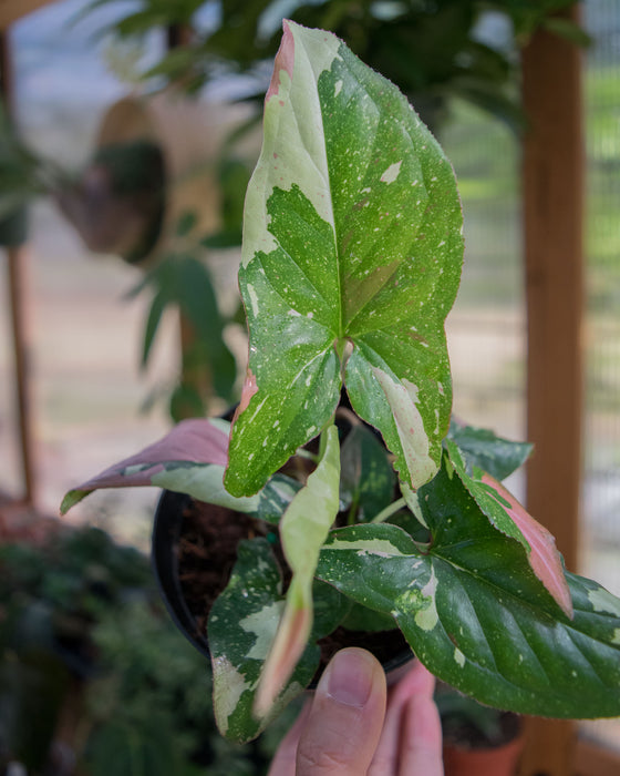 Syngonium 'Red Spot Tricolor' - 4"
