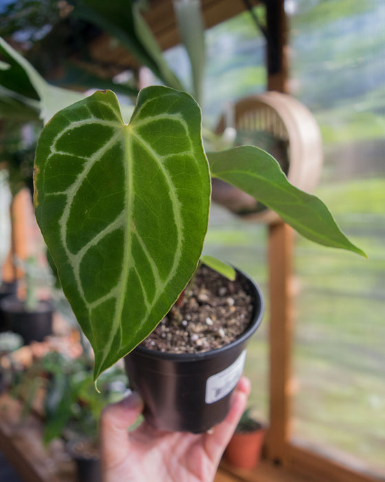Anthurium 'Regale' - 4"