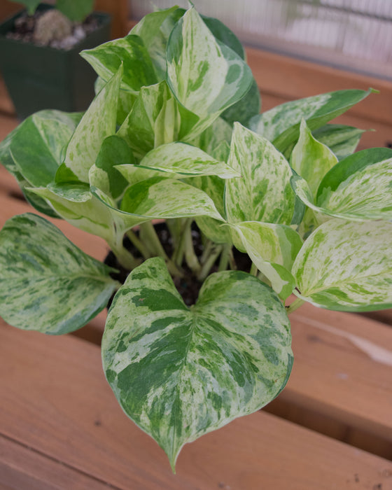 Pothos Manjula 'Compacta' - 4"