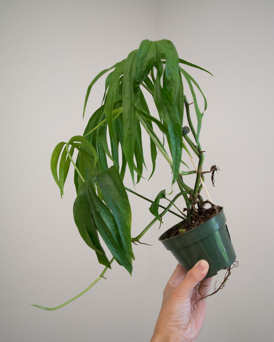 Amydrium Zippelianum - 4"