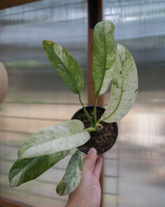 Epipremnum Giganteum 'Variegated' - 4"