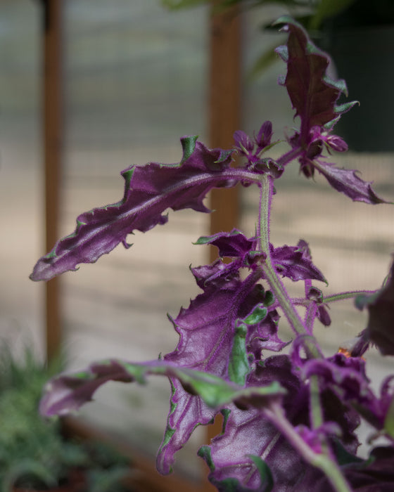 Gynura Aurantiaca 'Purple Passion' - 4"