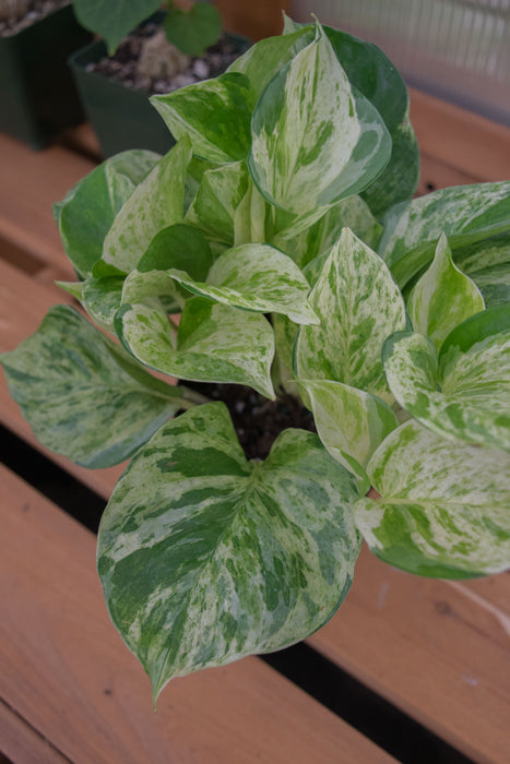 Pothos Manjula 'Compacta' - 4"