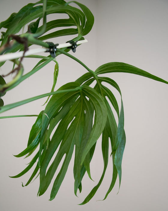 Amydrium Zippelianum - 4"