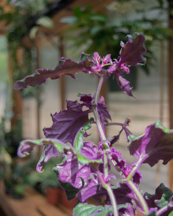 Gynura Aurantiaca 'Purple Passion' - 4"