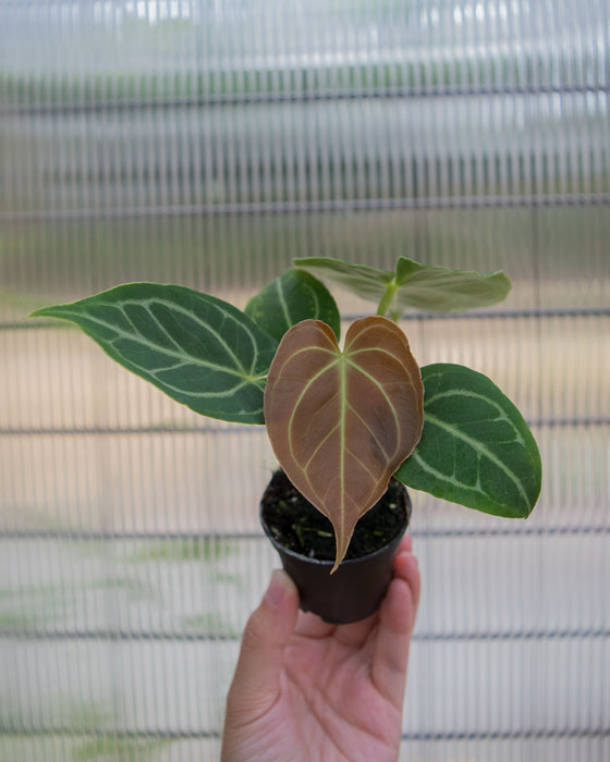 Anthurium 'Dorayaki x Dressleri' - 2"